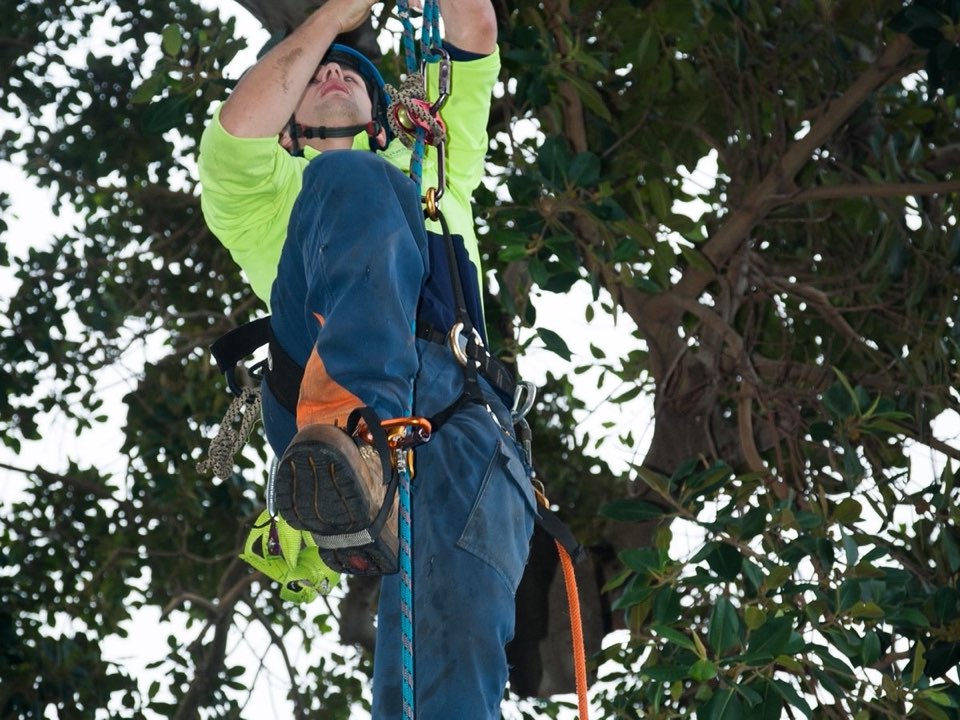 Qualified arborist working in a mature tree during a risk assessment in Shetland
