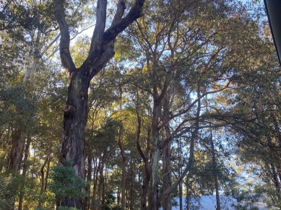Mature trees in Shetland parkland with a property visible in the background